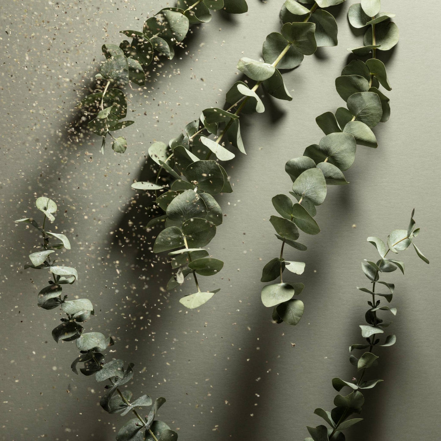 Fresh eucalyptus branches with soft botanical shadows inspired by the clean, calming scent notes of Noshinku Eucalyptus hand sanitizer. Exclusively at Area Boutique.