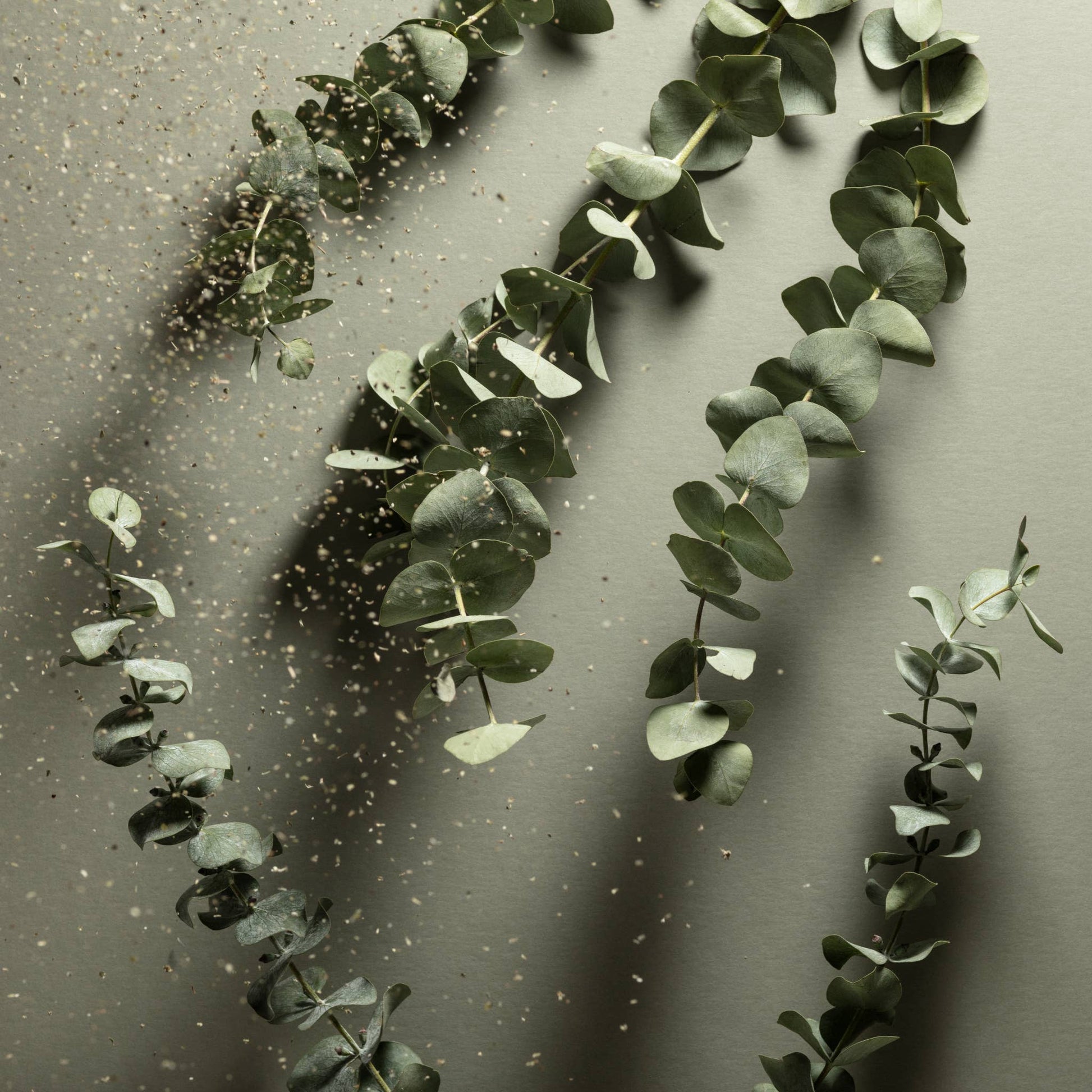Fresh eucalyptus branches with soft botanical shadows inspired by the clean, calming scent notes of Noshinku Eucalyptus hand sanitizer. Exclusively at Area Boutique.