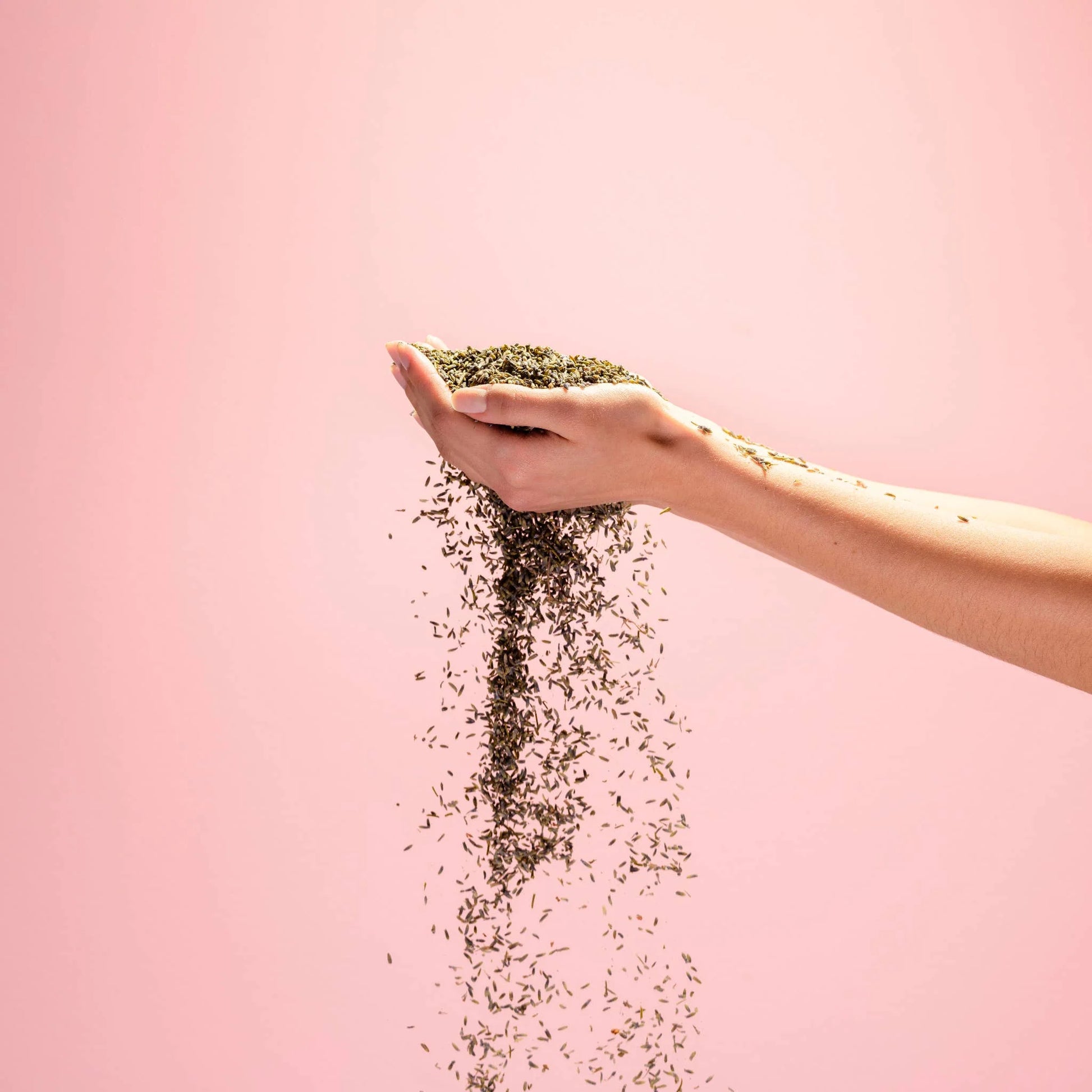 Hand holding dried lavender buds against a soft pink background for Noshinku Lavendula natural essential oil fragrance inspiration. Exclusively at Area Boutique.